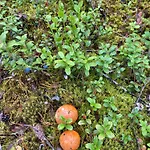 Traditional Finnish Lapland House At Wild Forest Backyard! 度假居 凯米