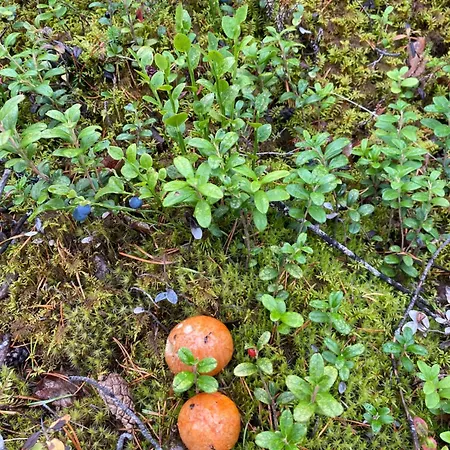 Traditional Finnish Lapland House At Wild Forest Backyard! Loma-asunnot Kemi