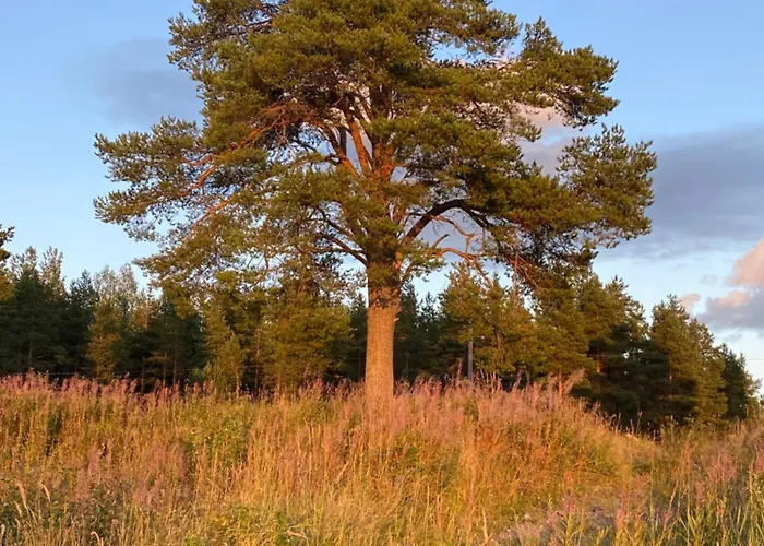 別荘 Traditional Finnish Lapland House At Wild Forest Backyard!