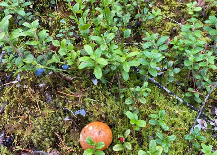 Traditional Finnish Lapland House At Wild Forest Backyard! 別荘 ケミ