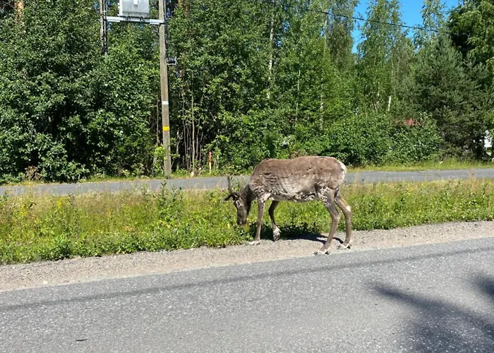 Traditional Finnish Lapland House At Wild Forest Backyard! *